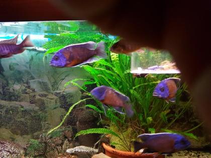Aquarienpflanzen Malawis