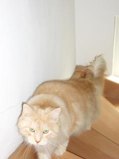 Cremefarbender Kater sucht liebes neues Zuhause