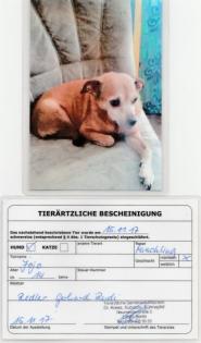 Wer Verschenkt Mischlingshund in Berlin-Spandau Hakenfelde.