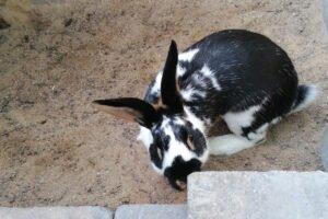 TIMMY und TOBY männlich 5 Monate Zwergkaninchen