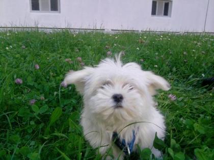 Mini malteser