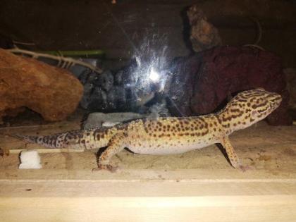 Leopardgeckos zu Verkaufen
