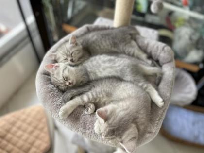 BKH Kitten, Silver Shaded, Stammbaum