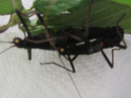 Verschiedene Insekten