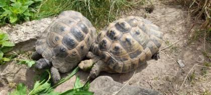 1. 4 maurische Landschildkröten