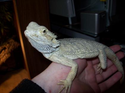 Kleine Bartagame abzugeben 10 Monate alt, Männchen