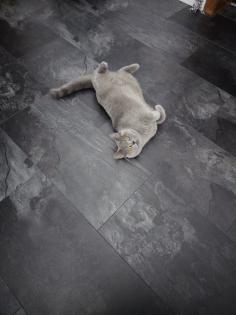 Bkh katze grau liebevoll