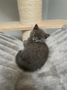 BKH Kitten, Britisch Kurzhaar, Katzenbabys, Kitten