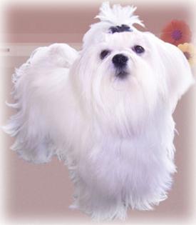 White Passion Malteserwelpen