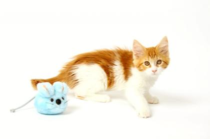 Süße, typvolle Maine Coon Katzenkinder.