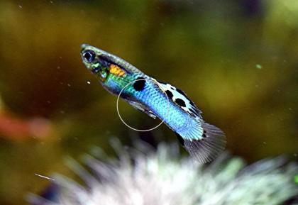Japan Blue, Endler, RARITÄT, reinerbig, Versand