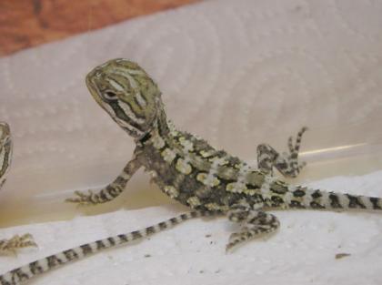 Zwergbartagamen Nachzuchten Pogona henrylawsoni