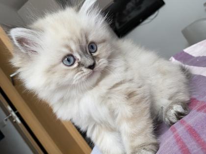 Reinrassige Perser Kitten