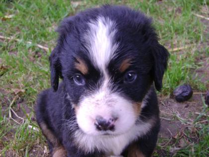 Berner Sennenhund Welpen