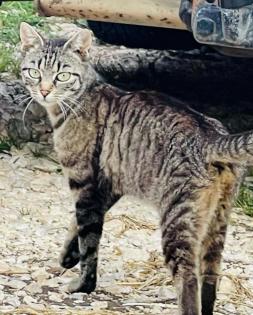 Katzenkinder suchen liebes Zuhause