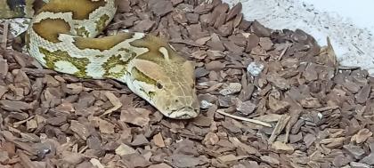 Heller Tigerpython python molurus molurus pimbura