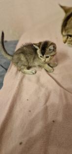 BKH Kitten suchen ein liebevolles neues Zuhause