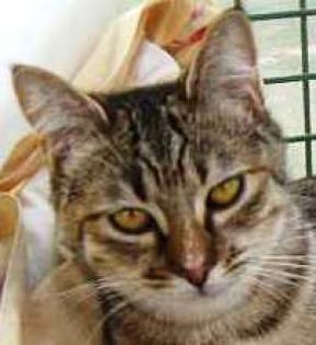 Notfall Super schmusige Tigerkatze Josefina verliert ihr Zuhause