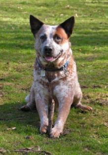 Australian Cattle Dog Notfall