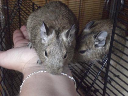 4 Degus suchen ein neues zuhause