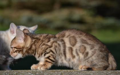 Bengalkitten Abgabe ab sofort