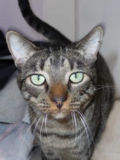 Notfall-Tigerkater Marlon gibt sich auf