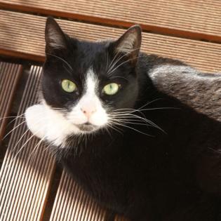 Katzensitter kurzfristig für eine Woche gesucht