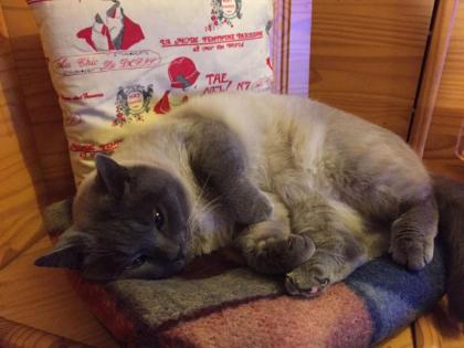 Kater vermisst in Dietzenbach - Bitte melden