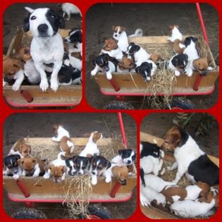 Lustige Jack Russellbande