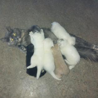Main Coon Kitten abzugeben
