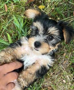 Yorkshire Terrier Welpen ab sofort zu haben