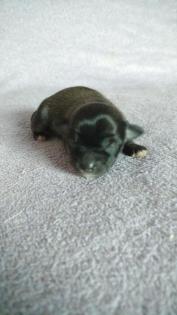 Chihuahua Welpen