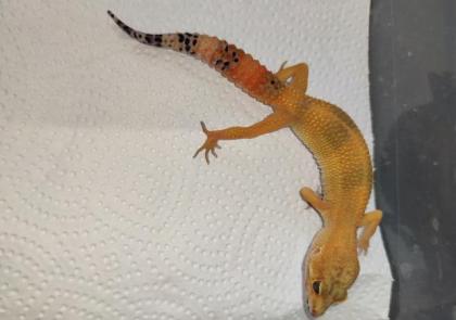 Leopardgeckos