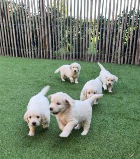 Wunderschöne reinrassige Golden Retriever Welpen