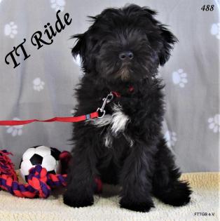 3 Tibet Terrier Welpen suchen sehr guten Platz auf Lebenszeit