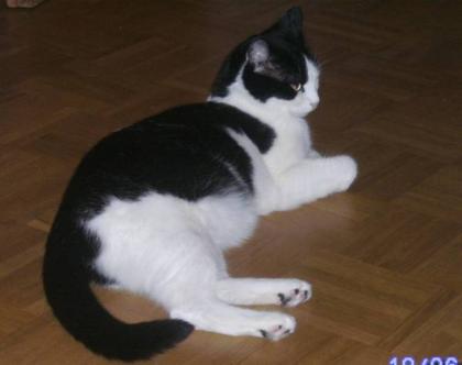 Kater vermisst
