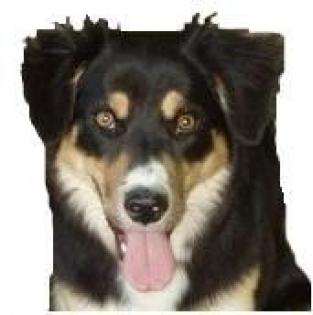 Sabrina s Hundebetreuung