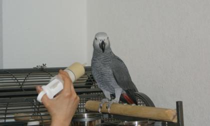 Junger zahmer KONGO-GRAUPAPAGEI Hahn Käfig Zubehör