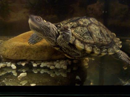 Tausche oder verkaufe Höckerschildkröte