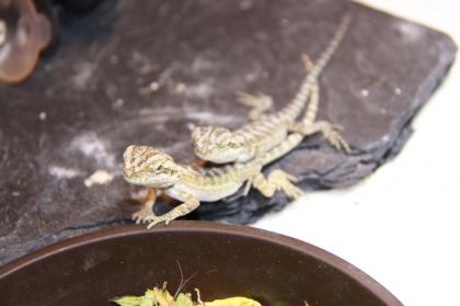 Bartagamen - Pogona vitticeps
