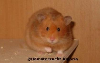 Hamsterzucht Amoria