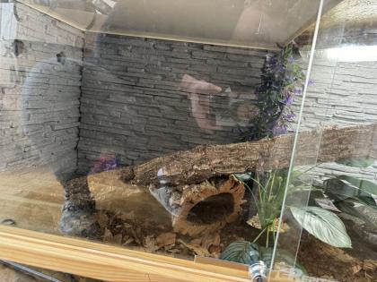 1. 0 Königspython Mystic inklusive Terrarium