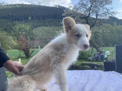 Border Collie Welpe mit Papieren