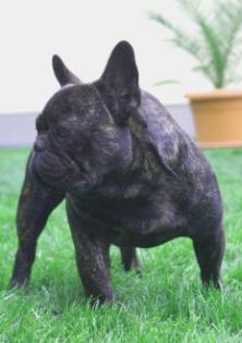Zucht von Französischen Bulldoggen