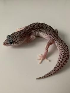 1. 0 Mack super Snow Het Diablo Blanco Leopardgecko Männchen Enz 23 abzugeben Übergabe Hamm mögli
