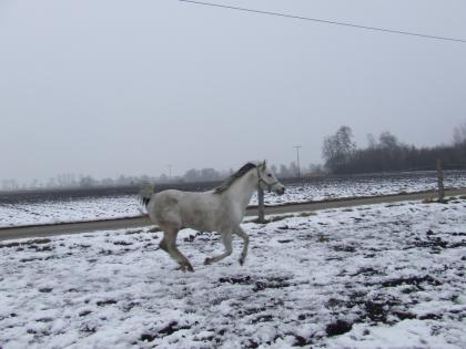 Araber hengst AV