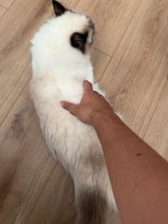 Katze Ragdoll in Köln
