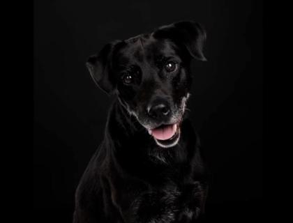 Blacky ist ein sehr braver, freundlicher und hübscher Hundebub