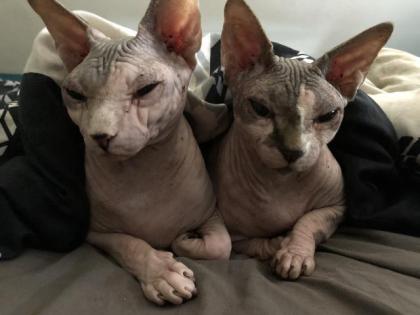 Sphynx Zwillinge 6 Jahre