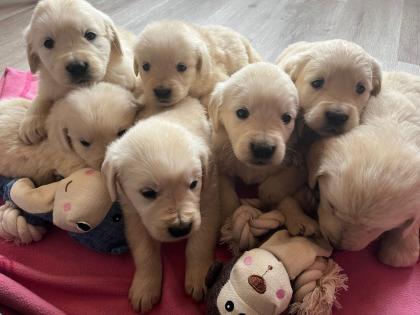 Golden Retriever Welpen